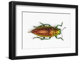 Chrysodema Smaragdula Overhead View of This Jewel Beetle-Darrell Gulin-Framed Photographic Print