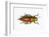 Chrysodema Smaragdula Overhead View of This Jewel Beetle-Darrell Gulin-Framed Photographic Print