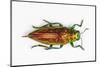 Chrysodema Smaragdula Overhead View of This Jewel Beetle-Darrell Gulin-Mounted Photographic Print