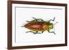 Chrysodema Smaragdula Overhead View of This Jewel Beetle-Darrell Gulin-Framed Photographic Print