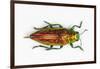 Chrysodema Smaragdula Overhead View of This Jewel Beetle-Darrell Gulin-Framed Photographic Print