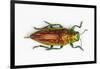 Chrysodema Smaragdula Overhead View of This Jewel Beetle-Darrell Gulin-Framed Photographic Print