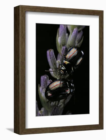 Chrysolina Americana (Rosemary Beetle)-Paul Starosta-Framed Photographic Print