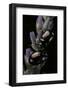 Chrysolina Americana (Rosemary Beetle)-Paul Starosta-Framed Photographic Print