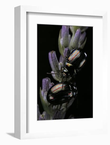 Chrysolina Americana (Rosemary Beetle)-Paul Starosta-Framed Photographic Print