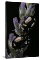 Chrysolina Americana (Rosemary Beetle)-Paul Starosta-Stretched Canvas