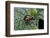 Chrysolina Polita (Leaf Beetle)-Paul Starosta-Framed Photographic Print