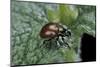 Chrysolina Polita (Leaf Beetle)-Paul Starosta-Mounted Photographic Print