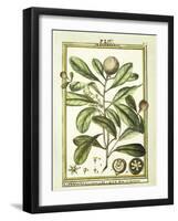 Chrysomelis Armadilla, 1790-null-Framed Giclee Print