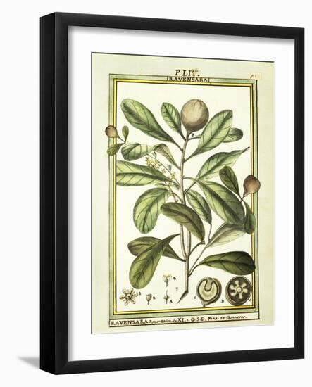 Chrysomelis Armadilla, 1790-null-Framed Giclee Print