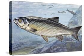 Chub, Chevin or Pollard (Squalius Cephalus or Leusciscus Cephalus), Cyprinidae-null-Stretched Canvas