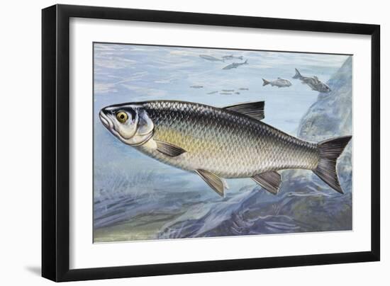 Chub, Chevin or Pollard (Squalius Cephalus or Leusciscus Cephalus), Cyprinidae-null-Framed Giclee Print