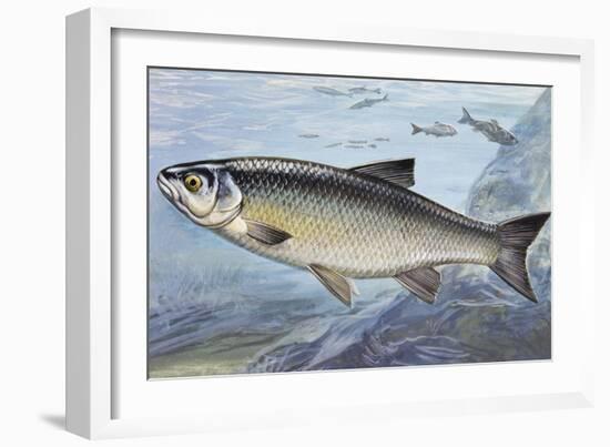 Chub, Chevin or Pollard (Squalius Cephalus or Leusciscus Cephalus), Cyprinidae-null-Framed Giclee Print