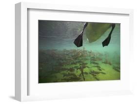 Chub Fish (Leuciscus Cephalus) and Mute Swan (Cygnus Color) Swimming Over, Rhine River, Switzerland-Michel Roggo-Framed Photographic Print