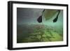 Chub Fish (Leuciscus Cephalus) and Mute Swan (Cygnus Color) Swimming Over, Rhine River, Switzerland-Michel Roggo-Framed Photographic Print