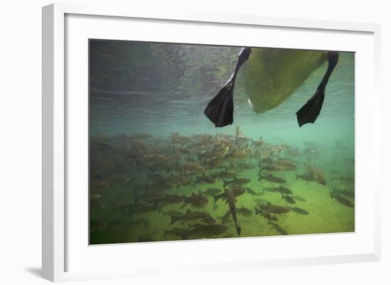 Chub Fish (Leuciscus Cephalus) and Mute Swan (Cygnus Color) Swimming Over, Rhine River, Switzerland-Michel Roggo-Framed Photographic Print