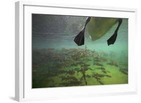 Chub Fish (Leuciscus Cephalus) and Mute Swan (Cygnus Color) Swimming Over, Rhine River, Switzerland-Michel Roggo-Framed Photographic Print