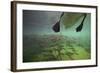 Chub Fish (Leuciscus Cephalus) and Mute Swan (Cygnus Color) Swimming Over, Rhine River, Switzerland-Michel Roggo-Framed Photographic Print