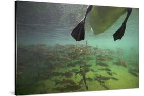 Chub Fish (Leuciscus Cephalus) and Mute Swan (Cygnus Color) Swimming Over, Rhine River, Switzerland-Michel Roggo-Stretched Canvas