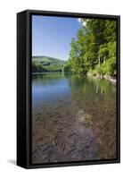 Chub (Leuciscus Cephalus) in Shallows of Morske Oko Lake, Western Carpathians, Slovakia, Europe-Wothe-Framed Stretched Canvas