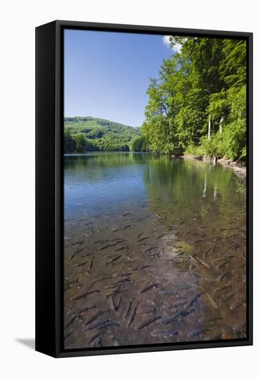 Chub (Leuciscus Cephalus) in Shallows of Morske Oko Lake, Western Carpathians, Slovakia, Europe-Wothe-Framed Stretched Canvas