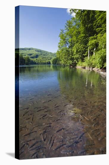 Chub (Leuciscus Cephalus) in Shallows of Morske Oko Lake, Western Carpathians, Slovakia, Europe-Wothe-Stretched Canvas