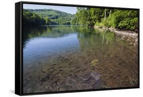 Chub (Leuciscus Cephalus) in Shallows of Morske Oko Lake, Western Carpathians, Slovakia, Europe-Wothe-Framed Stretched Canvas