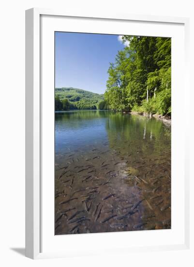 Chub (Leuciscus Cephalus) in Shallows of Morske Oko Lake, Western Carpathians, Slovakia, Europe-Wothe-Framed Photographic Print