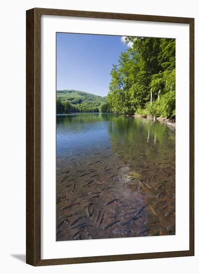 Chub (Leuciscus Cephalus) in Shallows of Morske Oko Lake, Western Carpathians, Slovakia, Europe-Wothe-Framed Photographic Print