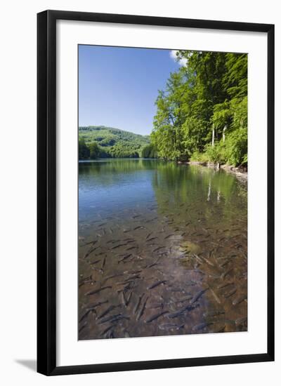 Chub (Leuciscus Cephalus) in Shallows of Morske Oko Lake, Western Carpathians, Slovakia, Europe-Wothe-Framed Photographic Print