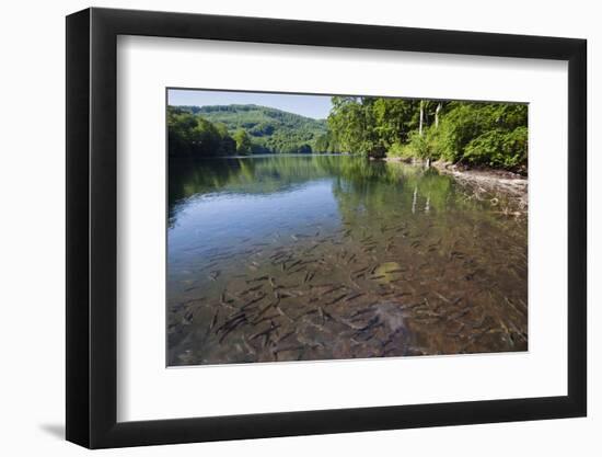 Chub (Leuciscus Cephalus) in Shallows of Morske Oko Lake, Western Carpathians, Slovakia, Europe-Wothe-Framed Photographic Print