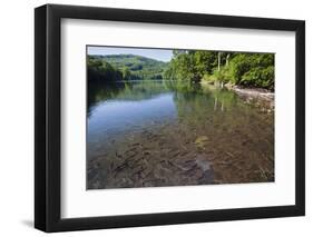 Chub (Leuciscus Cephalus) in Shallows of Morske Oko Lake, Western Carpathians, Slovakia, Europe-Wothe-Framed Photographic Print