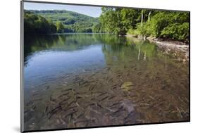 Chub (Leuciscus Cephalus) in Shallows of Morske Oko Lake, Western Carpathians, Slovakia, Europe-Wothe-Mounted Photographic Print