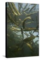 Chub (Squalius Cephalus) Shoal in the Rhine, Schaffhausen, Switzerland, February-Roggo-Stretched Canvas