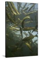 Chub (Squalius Cephalus) Shoal in the Rhine, Schaffhausen, Switzerland, February-Roggo-Stretched Canvas