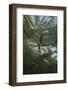 Chub (Squalius Cephalus) Shoal in the Rhine, Schaffhausen, Switzerland, February-Roggo-Framed Photographic Print