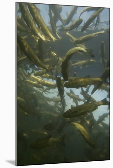 Chub (Squalius Cephalus) Shoal in the Rhine, Schaffhausen, Switzerland, February-Roggo-Mounted Photographic Print