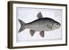 Chub-Andreas-ludwig Kruger-Framed Giclee Print