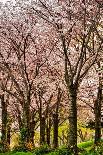 Cherry Blossom Path-Chuck Burdick-Framed Photographic Print