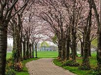 Cherries in Bloom-Chuck Burdick-Photographic Print