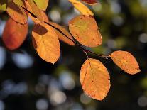 Fall Foliage-Chuck Burton-Photographic Print