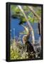 Essential Black