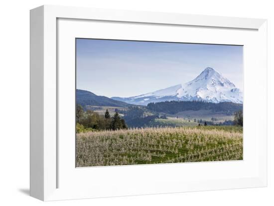 Framed Photographic Print, , large
