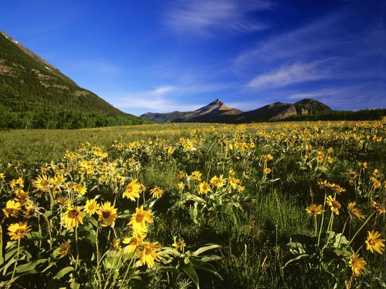 Photographic Print, , large