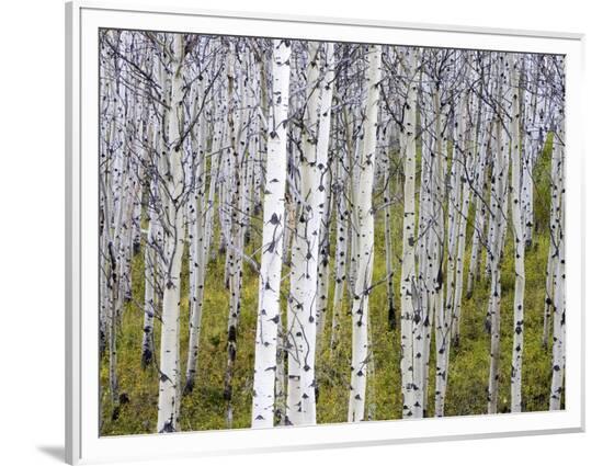 Framed Photographic Print, , large