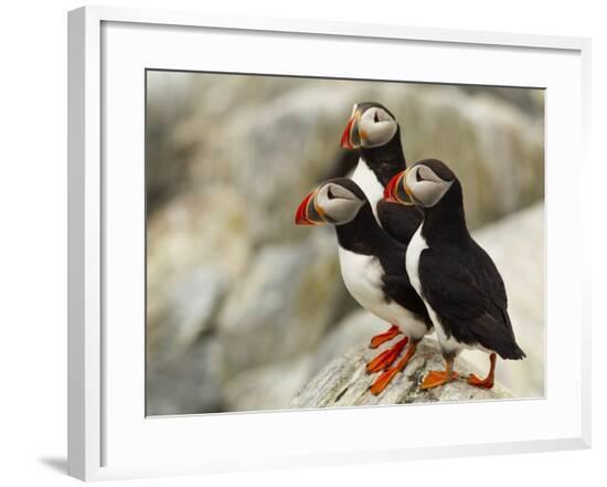 Framed Photographic Print, , large