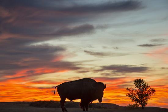 Photographic Print, , large