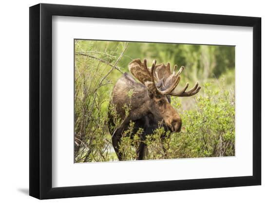 Premium Photographic Print, , large