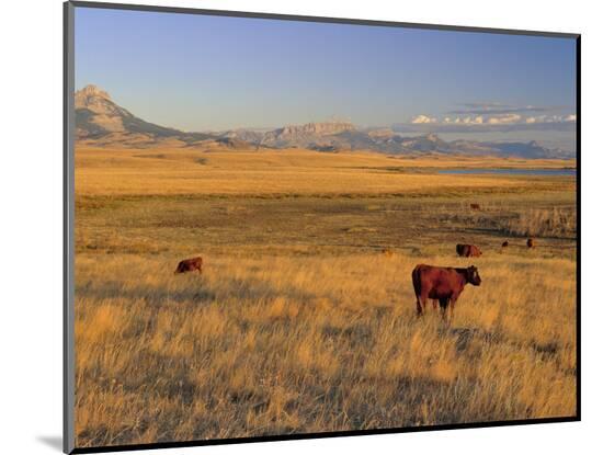 Photographic Print, , large
