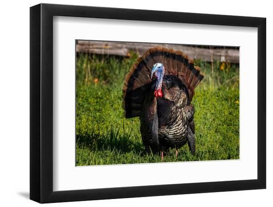 Photographic Print, , large